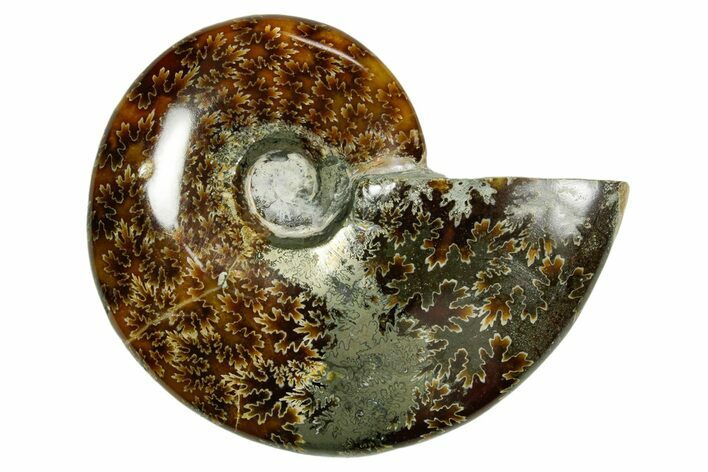 Polished Ammonite (Cleoniceras) Fossil - Madagascar #365059